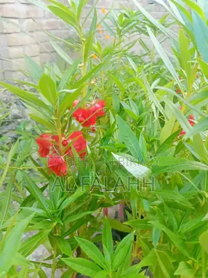 দোপাট্টি লাল কালারের ফুলের চারা।