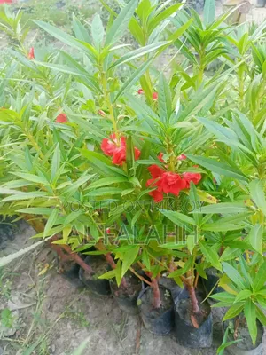 দোপাট্টি লাল কালারের ফুলের চারা।