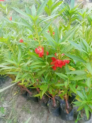 দোপাট্টি লাল কালারের ফুলের চারা।