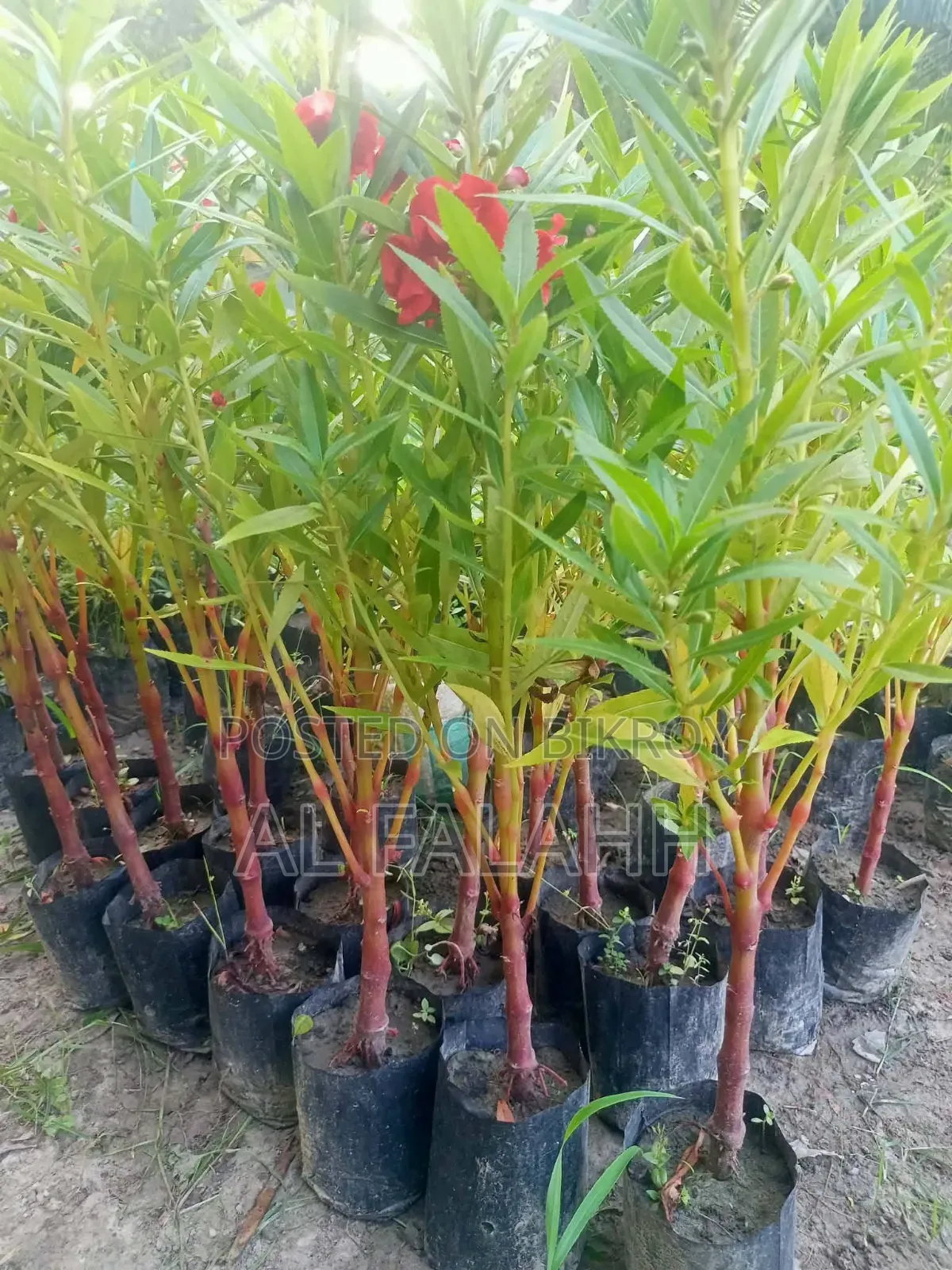 দোপাট্টি লাল কালারের ফুলের চারা।