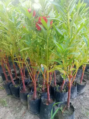 দোপাট্টি লাল কালারের ফুলের চারা।