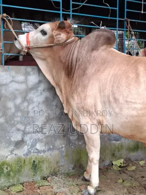 গরু বিক্রি করা হবে
