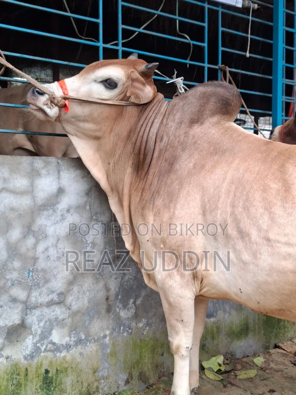 গরু বিক্রি করা হবে