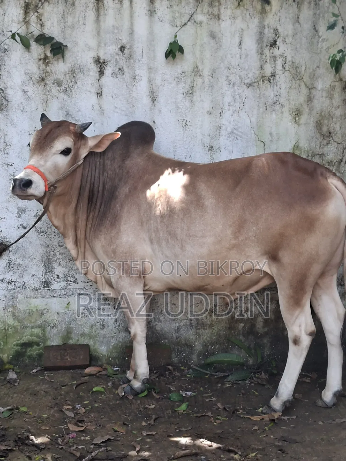 গরু বিক্রি করা হবে