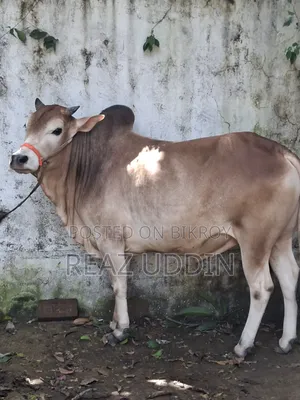 গরু বিক্রি করা হবে
