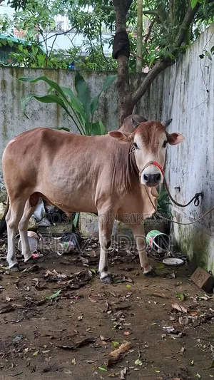 গরু বিক্রি করা হবে