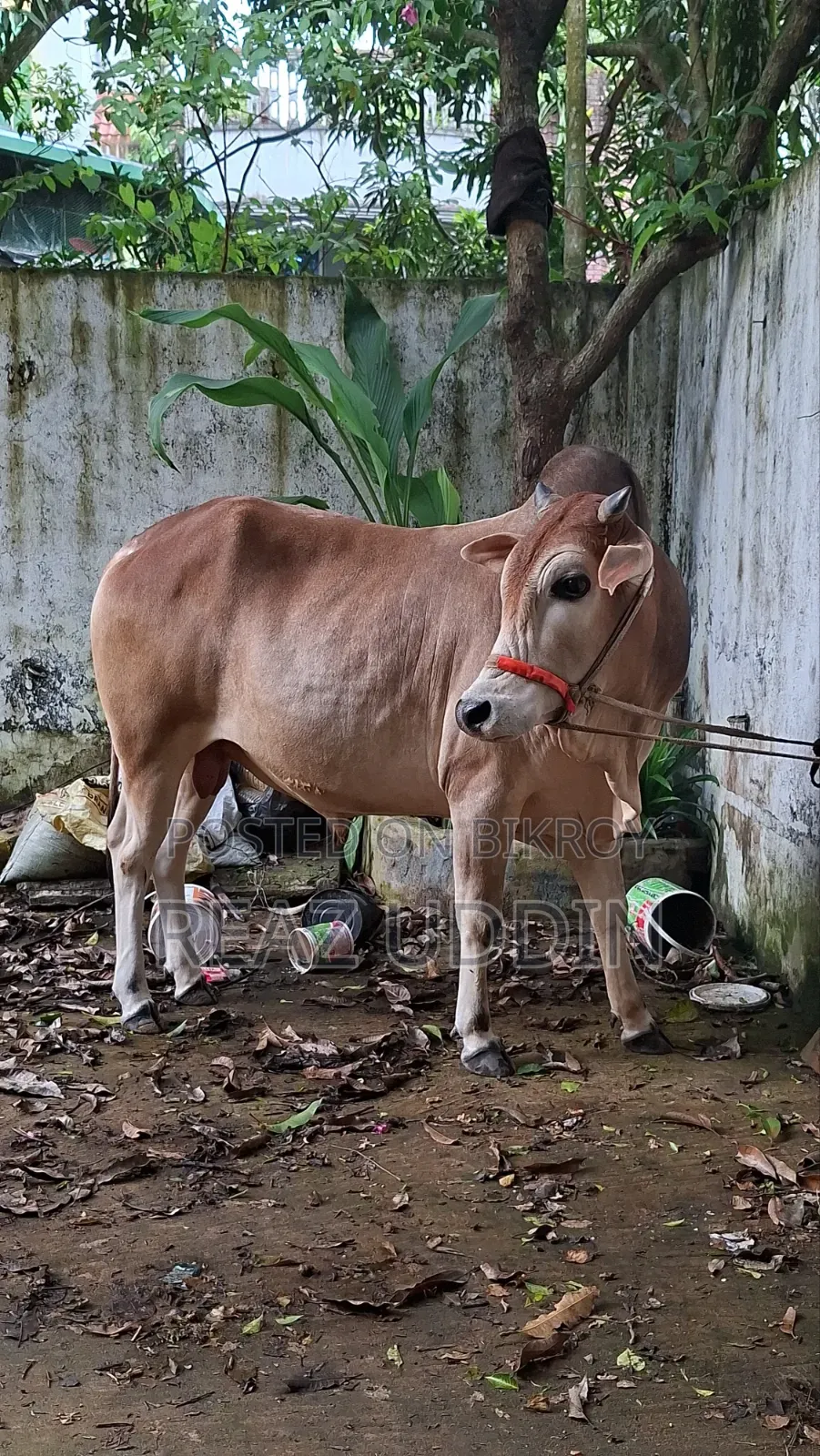 গরু বিক্রি করা হবে