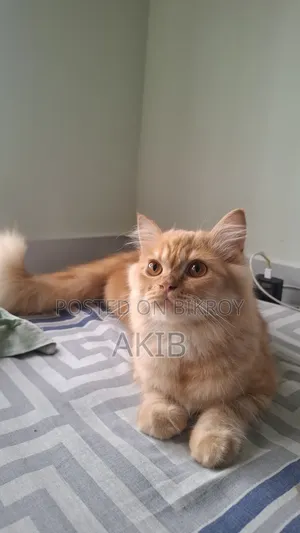 3-6 months Male Purebred Persian