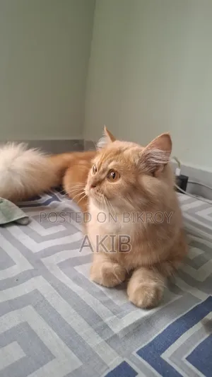 3-6 months Male Purebred Persian