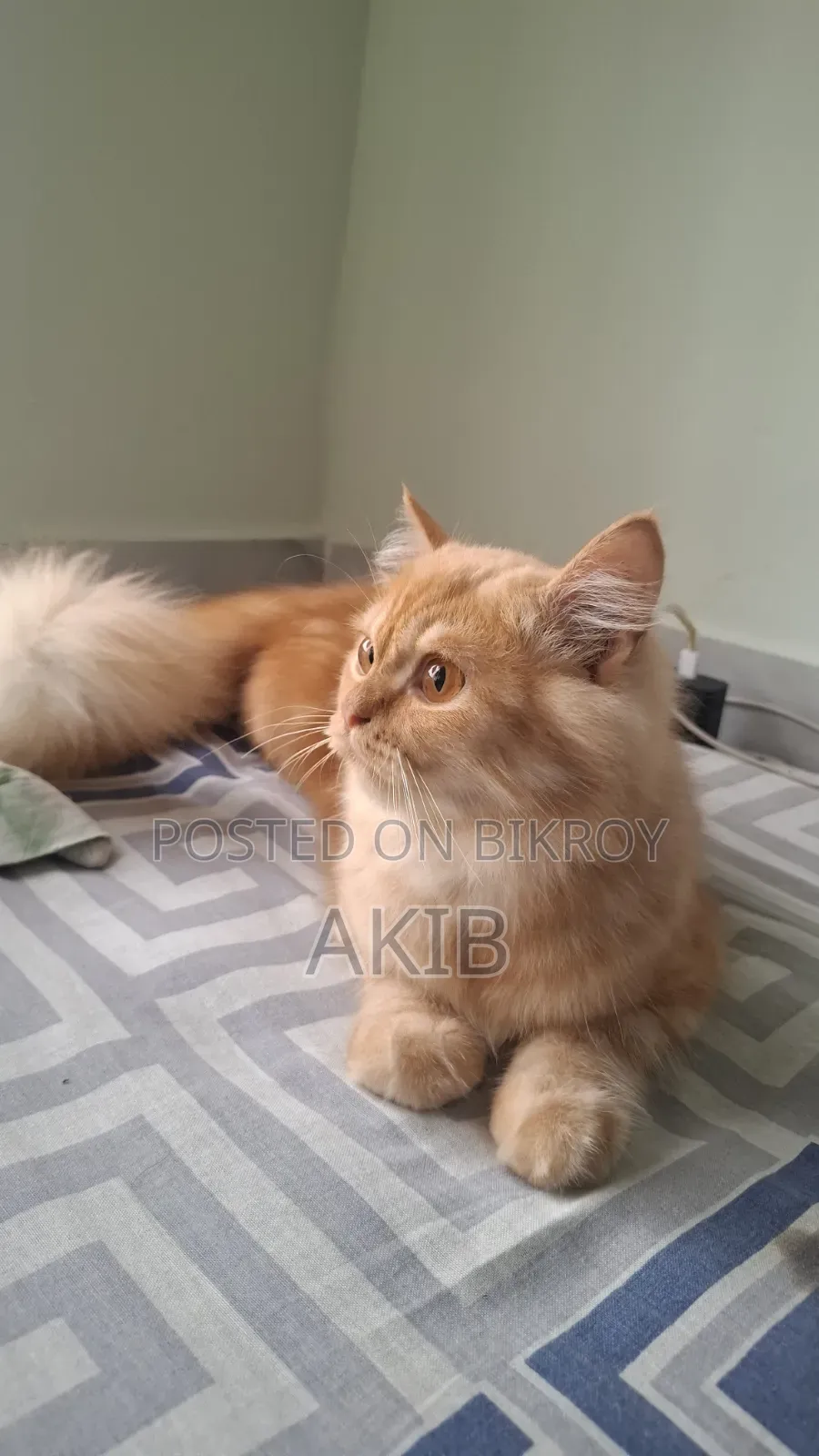 3-6 months Male Purebred Persian