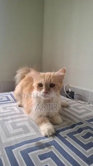 1+ year Female Purebred Persian