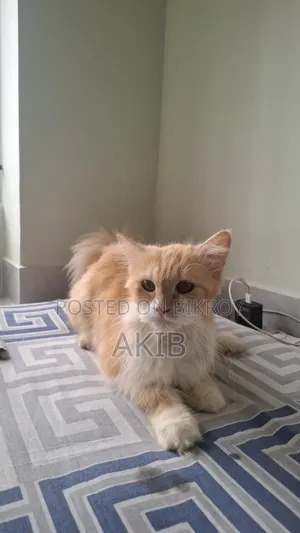 1+ year Female Purebred Persian