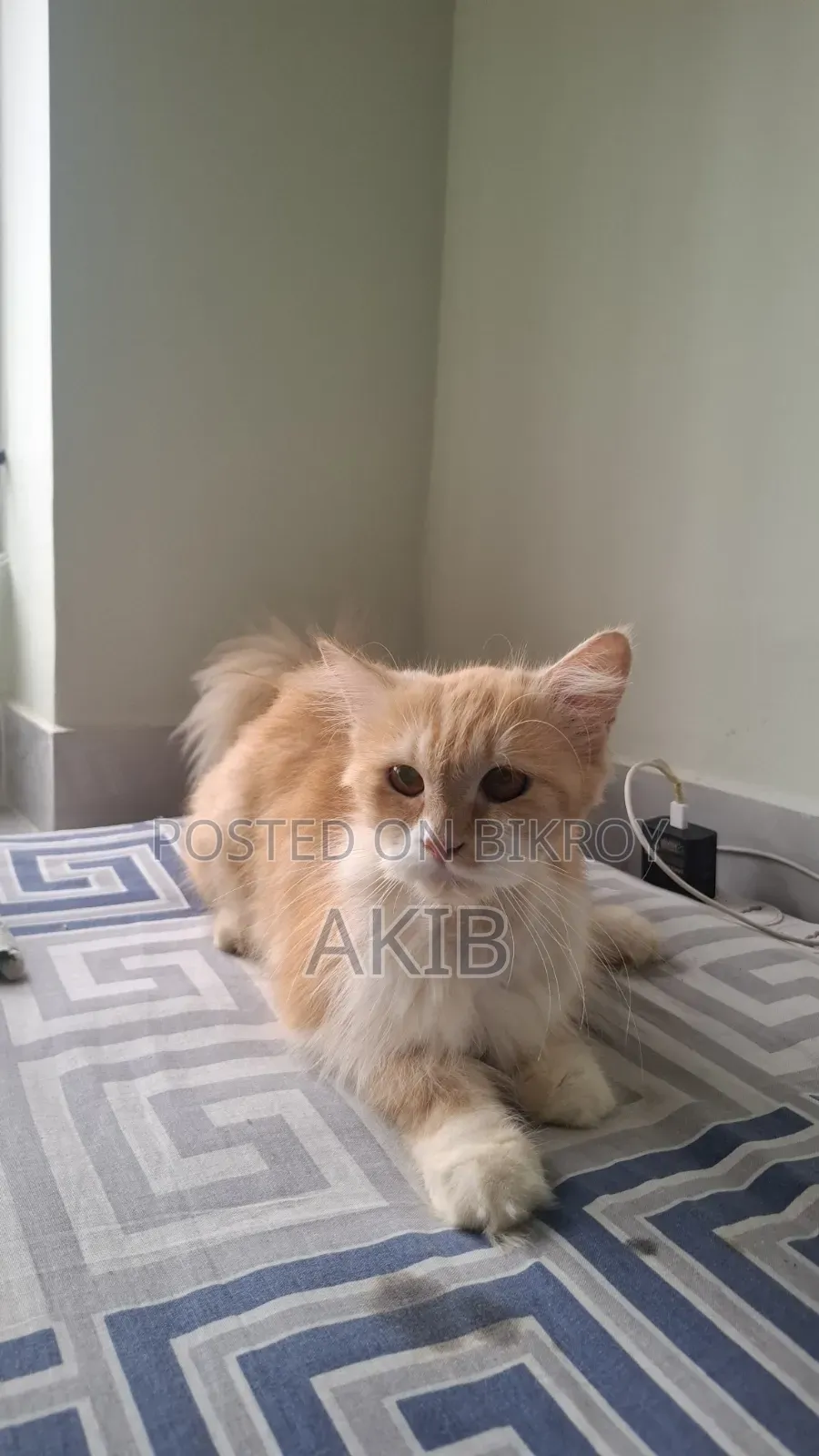 1+ year Female Purebred Persian