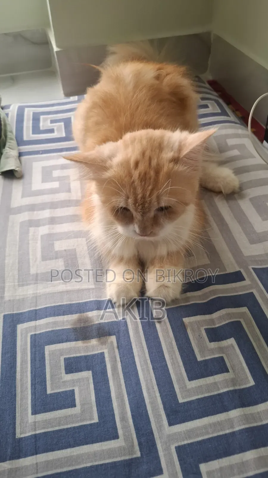 1+ year Female Purebred Persian