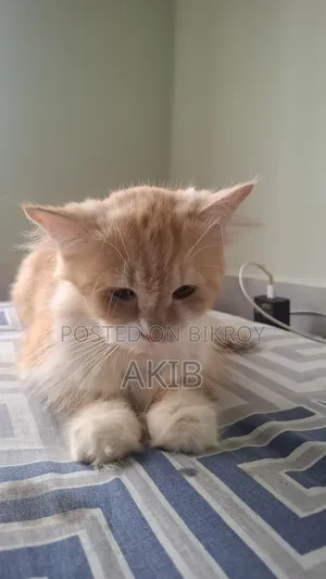 1+ year Female Purebred Persian