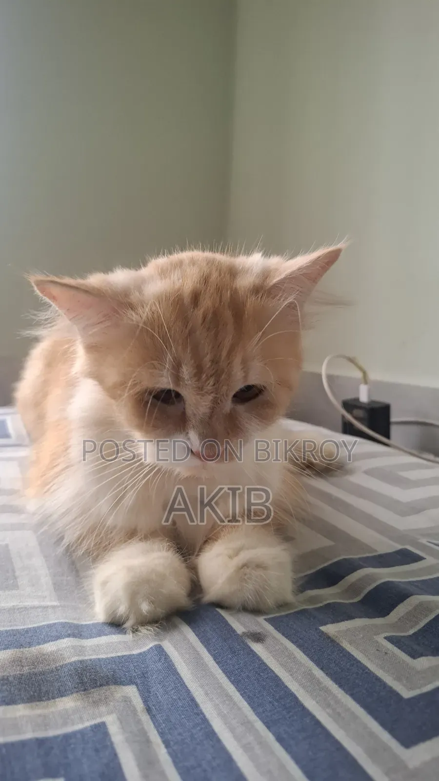 1+ year Female Purebred Persian