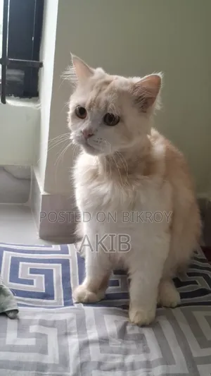 1+ year Male Purebred Persian