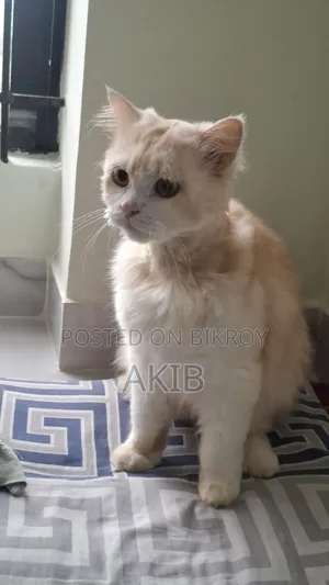 1+ year Male Purebred Persian