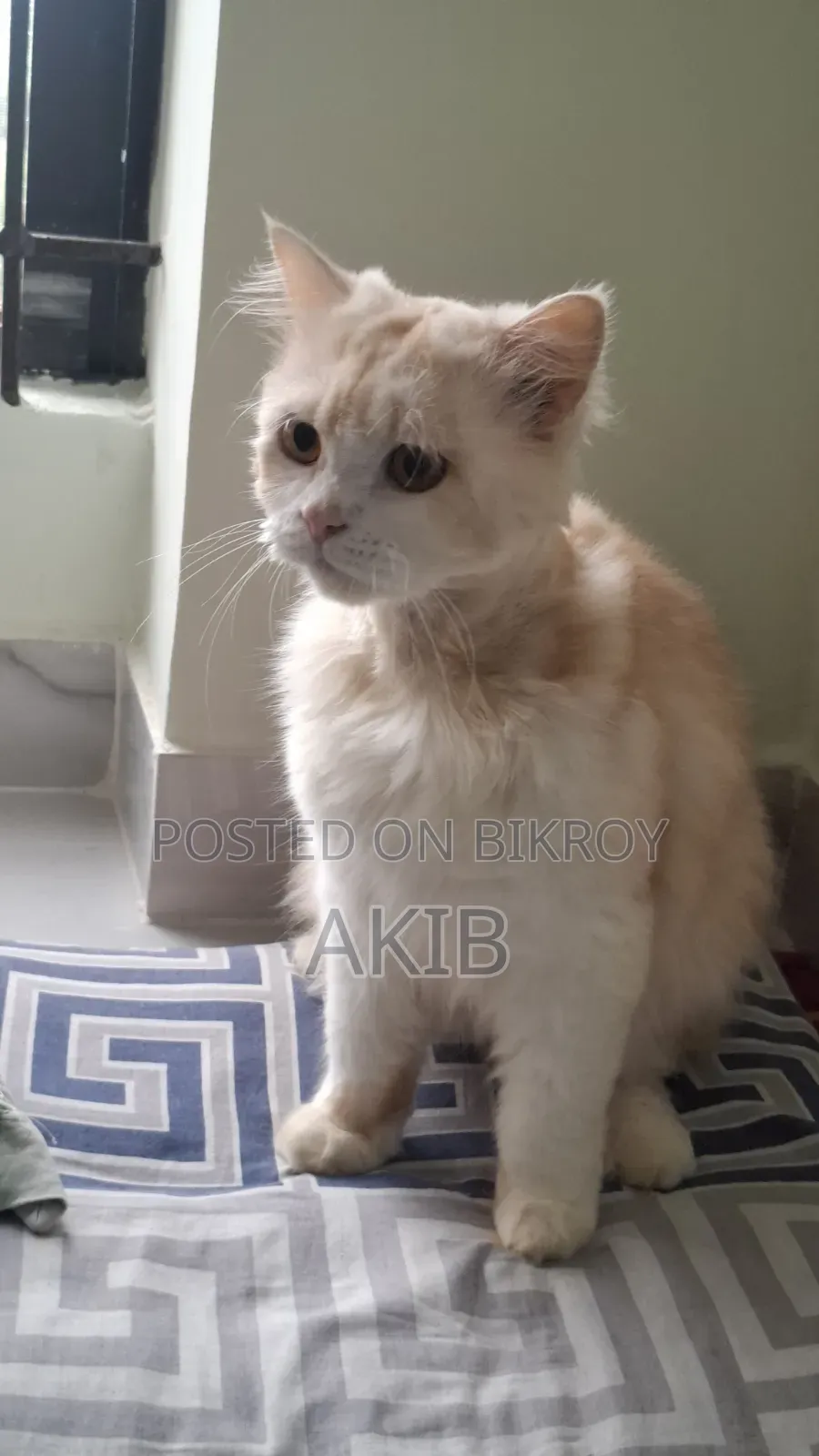 1+ year Male Purebred Persian