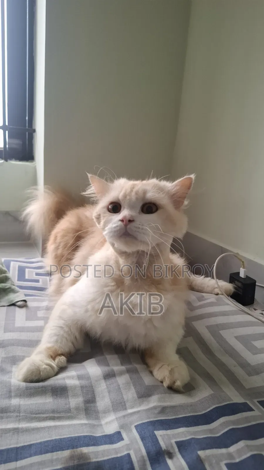 1+ year Male Purebred Persian