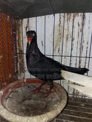 এক জোড়া ড্যানিশ  কবুতর বিক্রি করা হবে