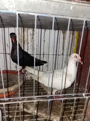 এক জোড়া ড্যানিশ  কবুতর বিক্রি করা হবে