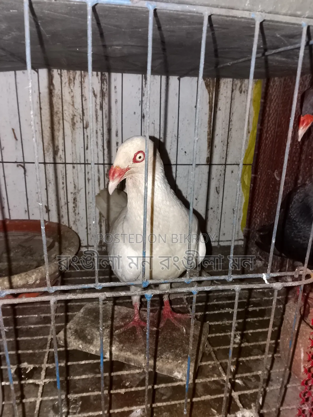 এক জোড়া ড্যানিশ  কবুতর বিক্রি করা হবে