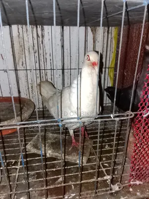 এক জোড়া ড্যানিশ  কবুতর বিক্রি করা হবে