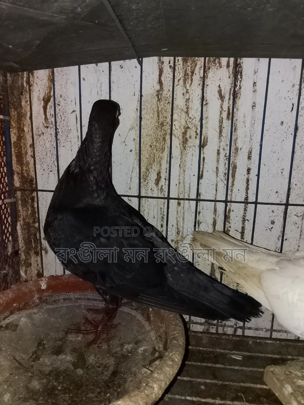 এক জোড়া ড্যানিশ  কবুতর বিক্রি করা হবে