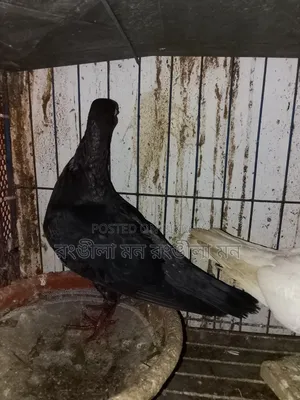 এক জোড়া ড্যানিশ  কবুতর বিক্রি করা হবে