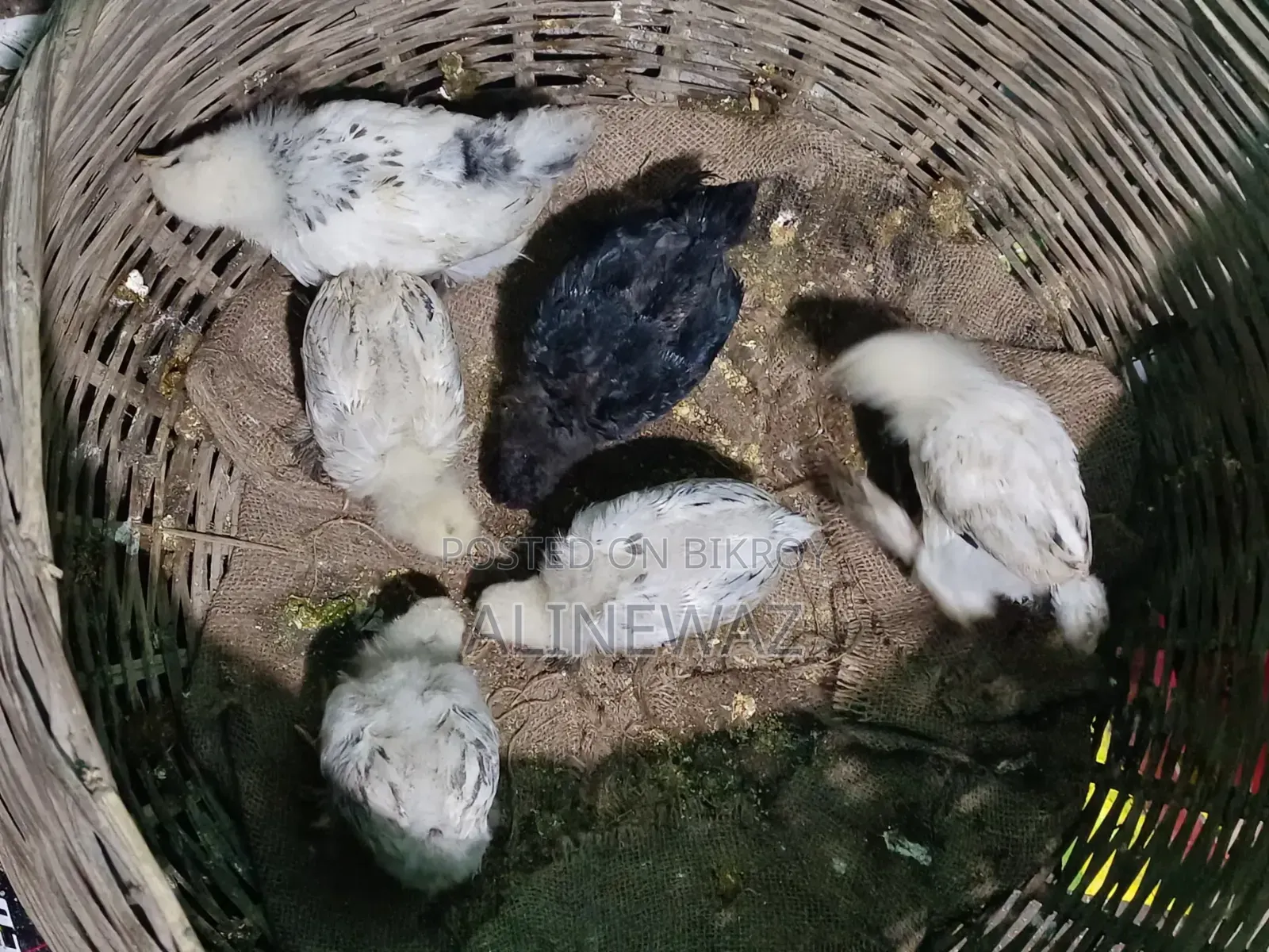 টেডি ফিমেল হোমা নর