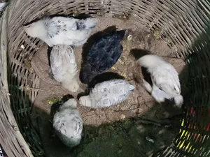 টেডি ফিমেল হোমা নর