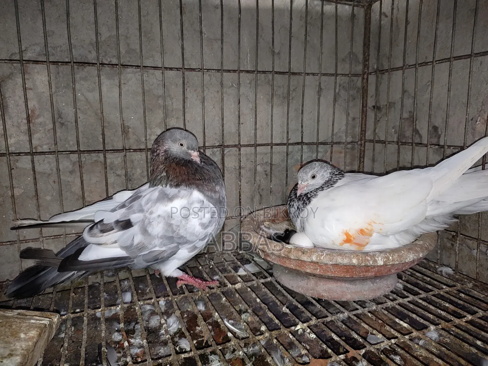 গলা কষা রানিং পেয়ারসেল ডিম সহ