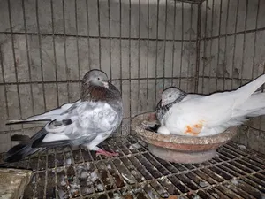 গলা কষা রানিং পেয়ারসেল ডিম সহ