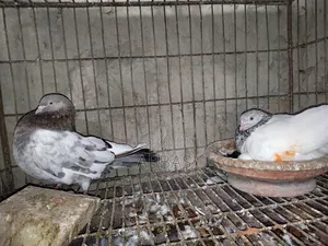 গলা কষা রানিং পেয়ারসেল ডিম সহ