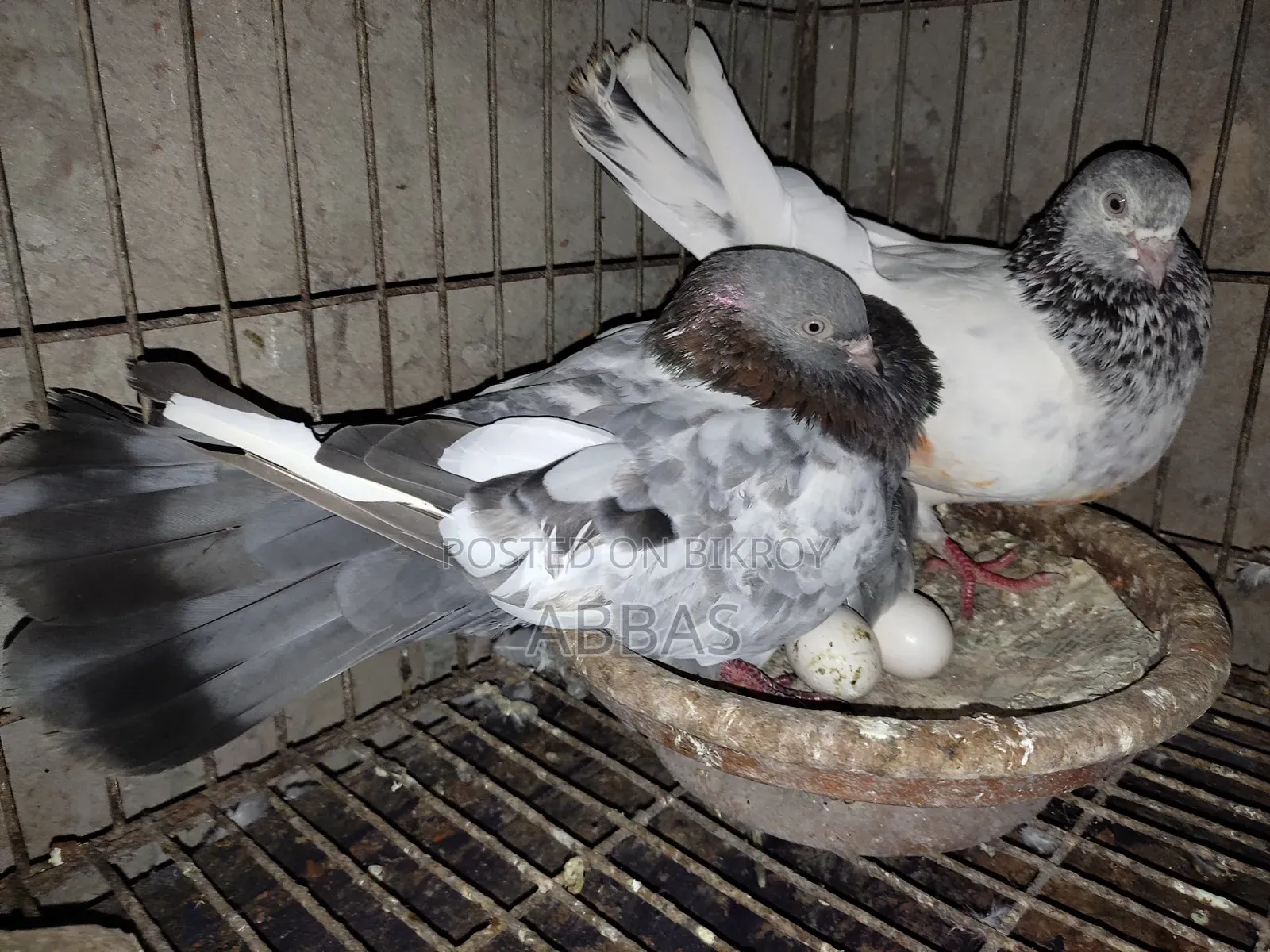 গলা কষা রানিং পেয়ারসেল ডিম সহ