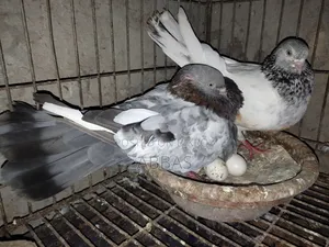গলা কষা রানিং পেয়ারসেল ডিম সহ