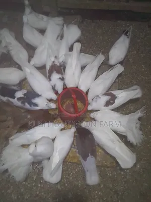 ময়ুরী এডাল্ট  দুই জোড়া