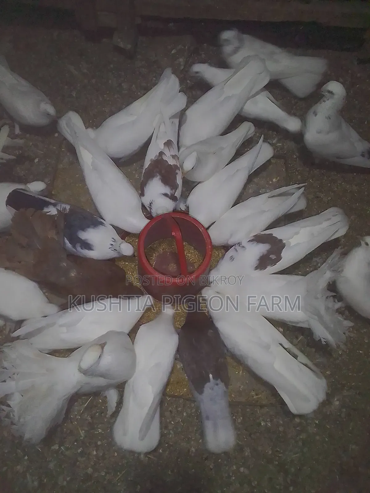 ময়ুরী এডাল্ট  দুই জোড়া