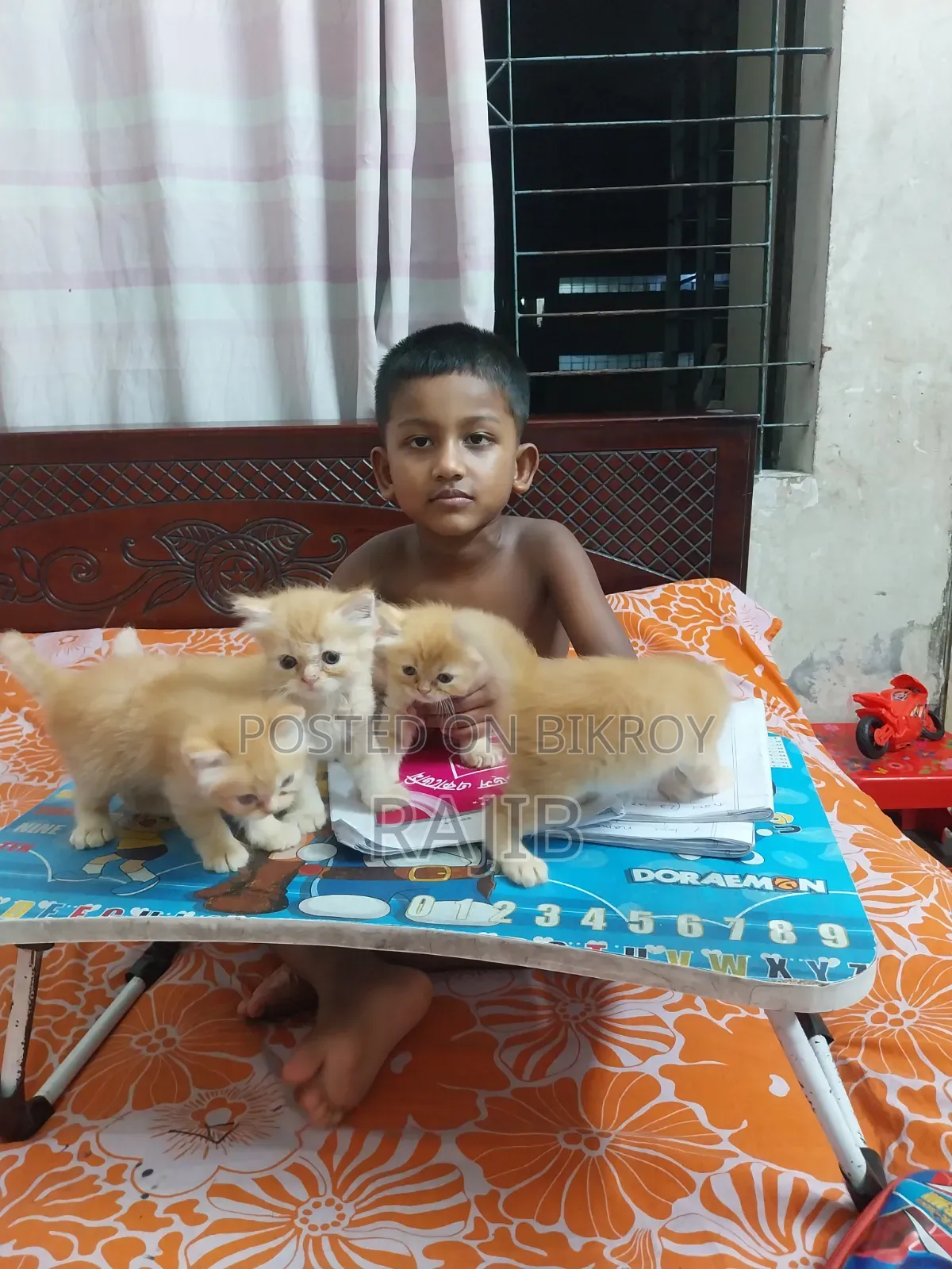 ১-৩ মাসের মহিলা পিউর পারসিয়ান