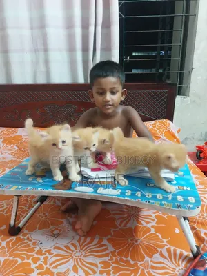 ১-৩ মাসের মহিলা পিউর পারসিয়ান