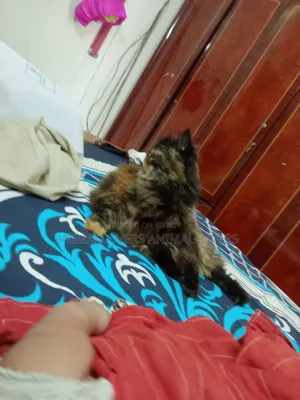 6-12 months Male Purebred Persian
