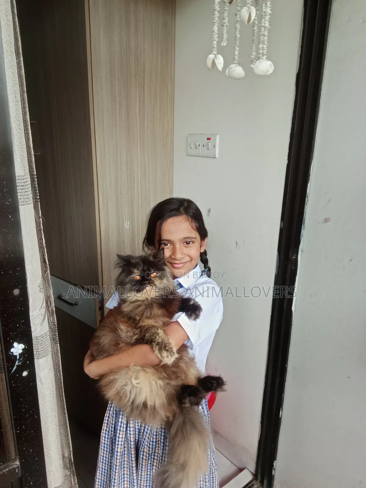 6-12 months Male Purebred Persian