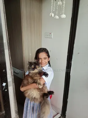 6-12 months Male Purebred Persian