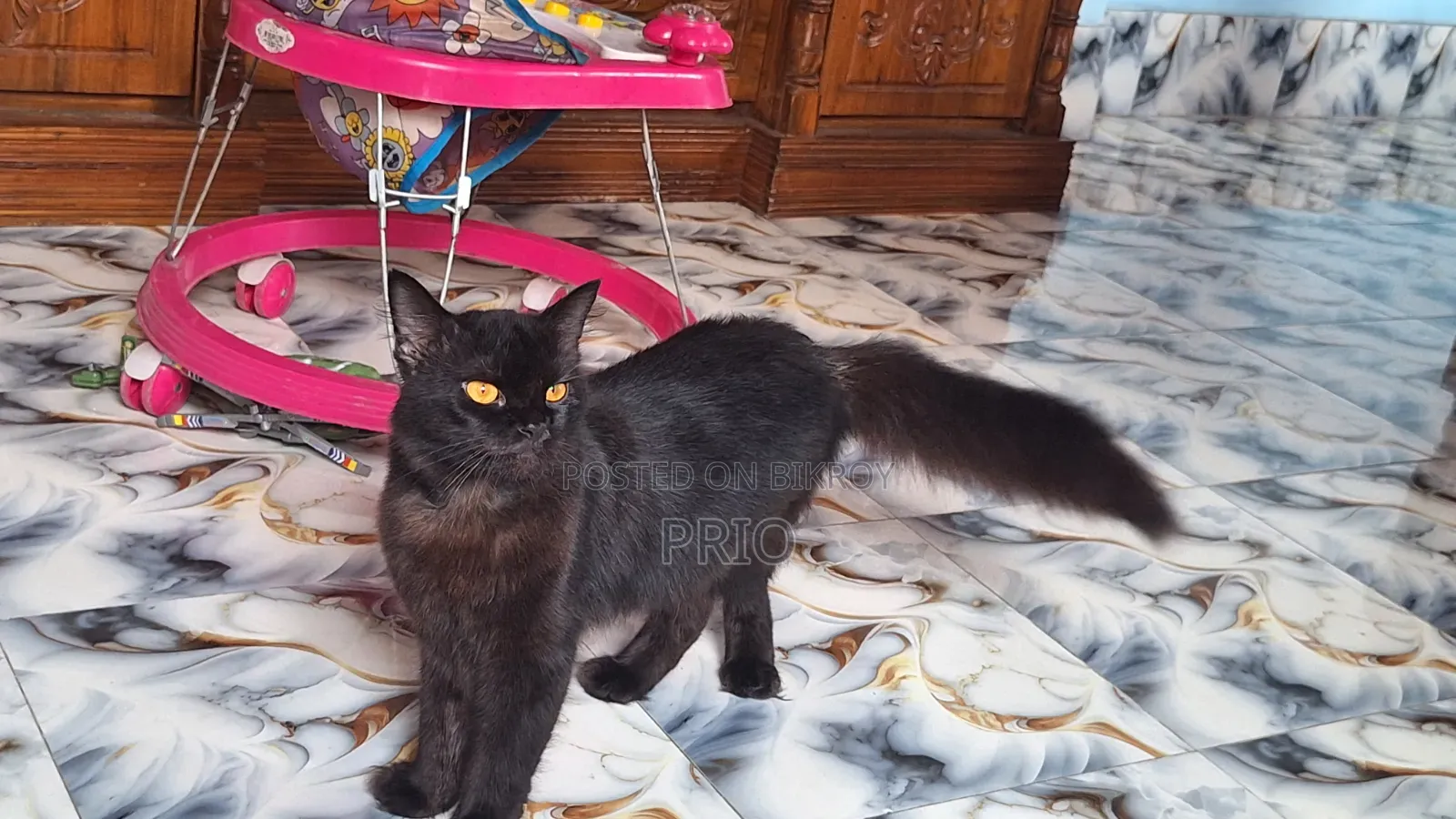 6-12 months Male Purebred Persian