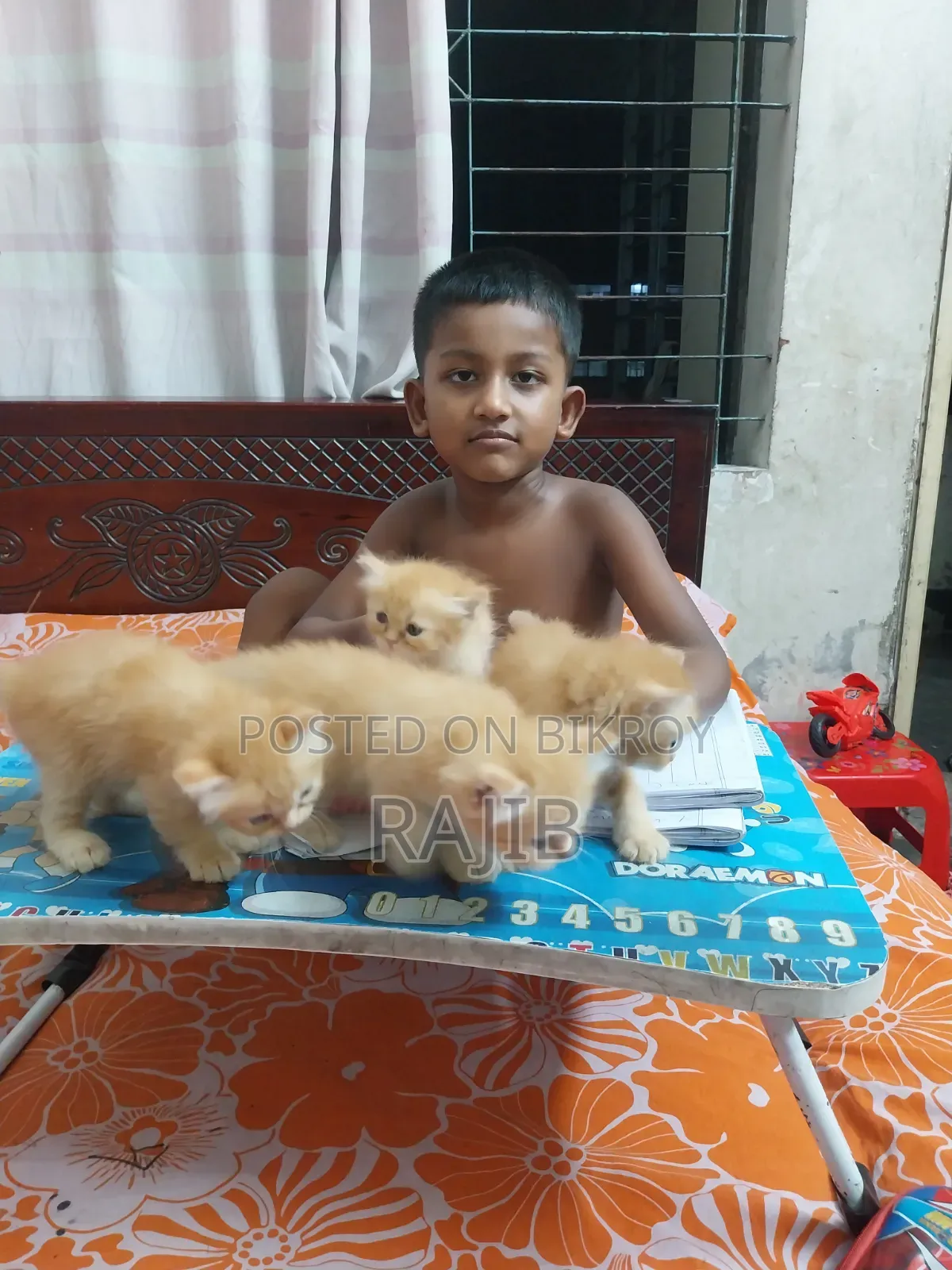 ১-৩ মাসের মহিলা পিউর পারসিয়ান