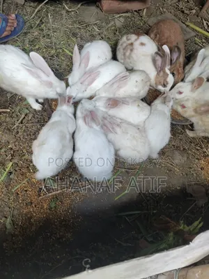 Rabbit for Sell
