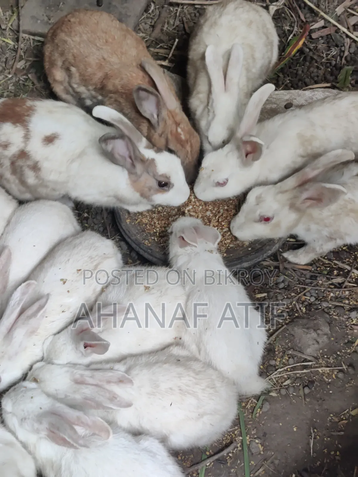 Rabbit for Sell
