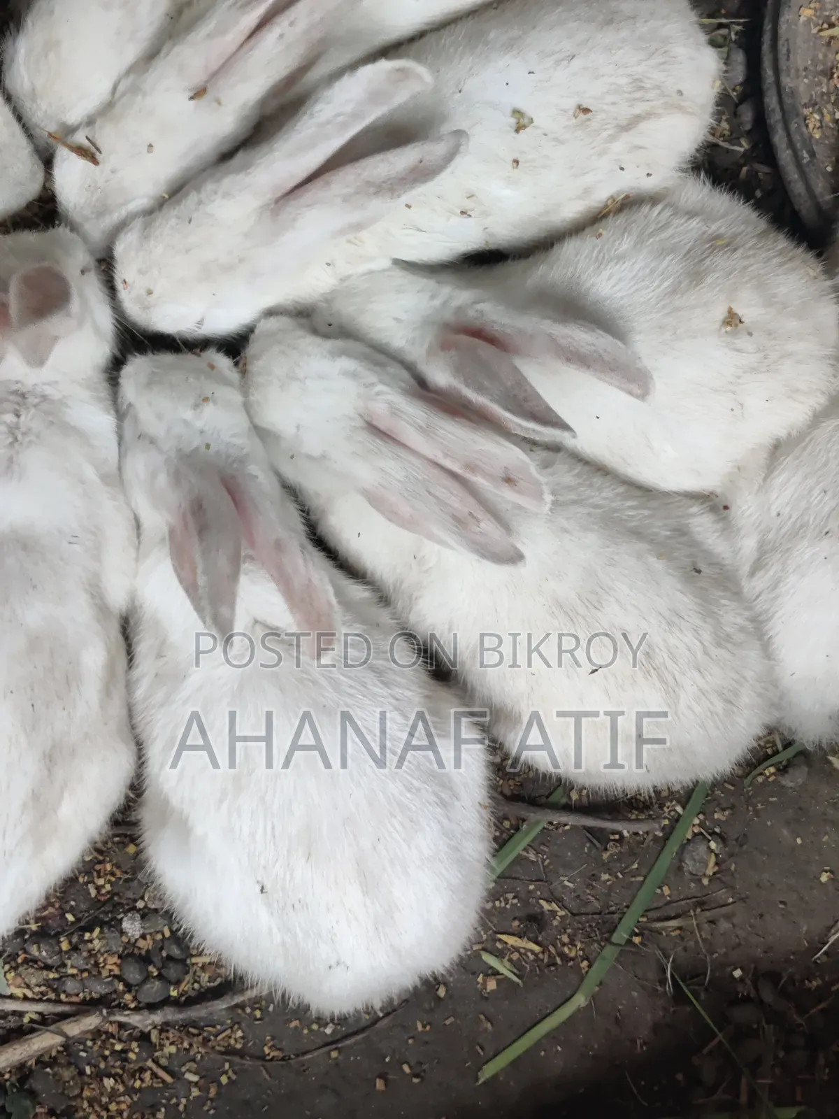 Rabbit for Sell