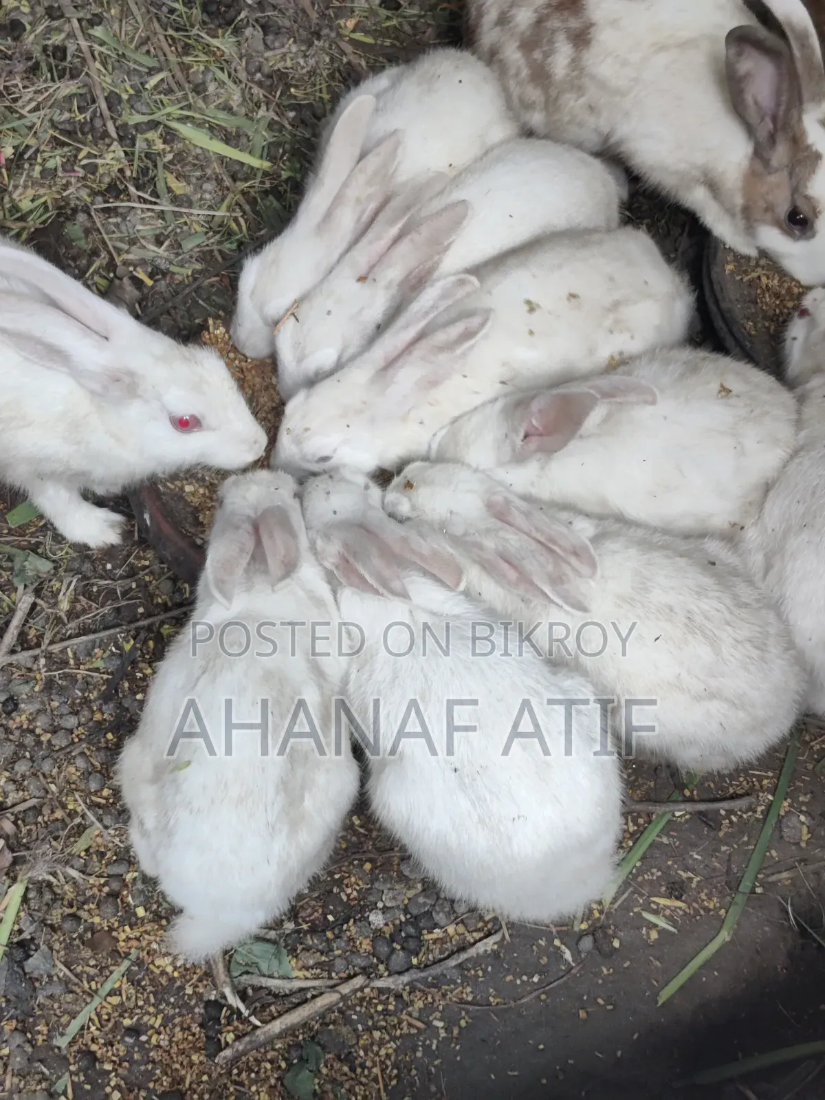 Rabbit for Sell